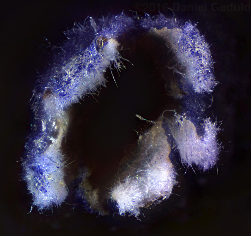 Illustration for article titled Welcome to Microscope Monday - How it's done